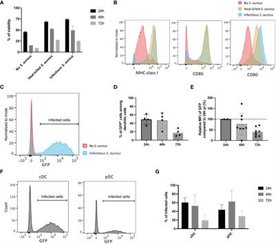 Antigen specific activation of cytotoxic CD8+ T cells by Staphylococcus aureus infected dendritic cells